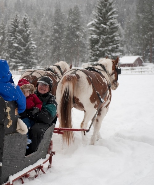 horse drawn sleigh ride