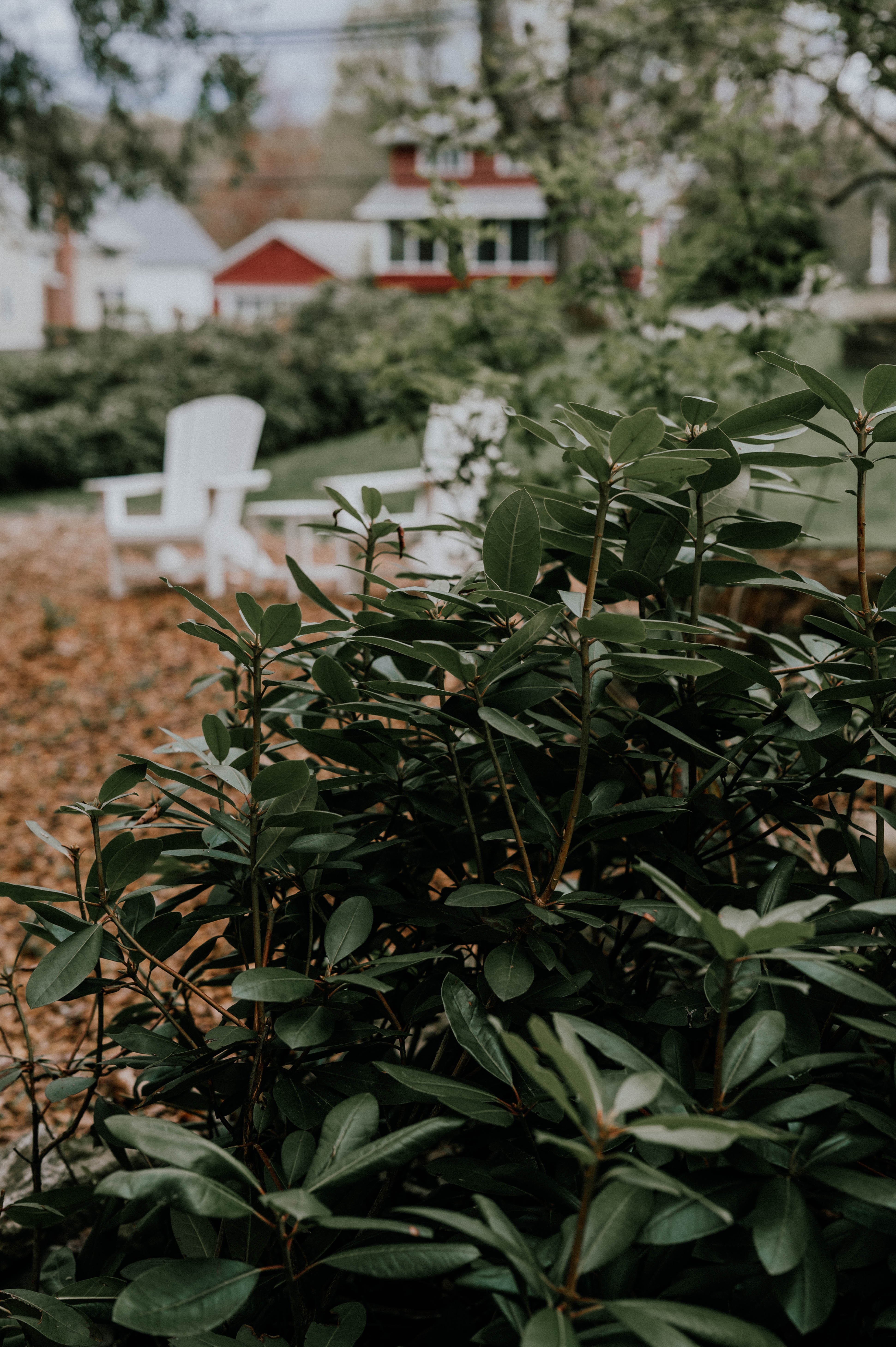 Adirondack chairs in garden